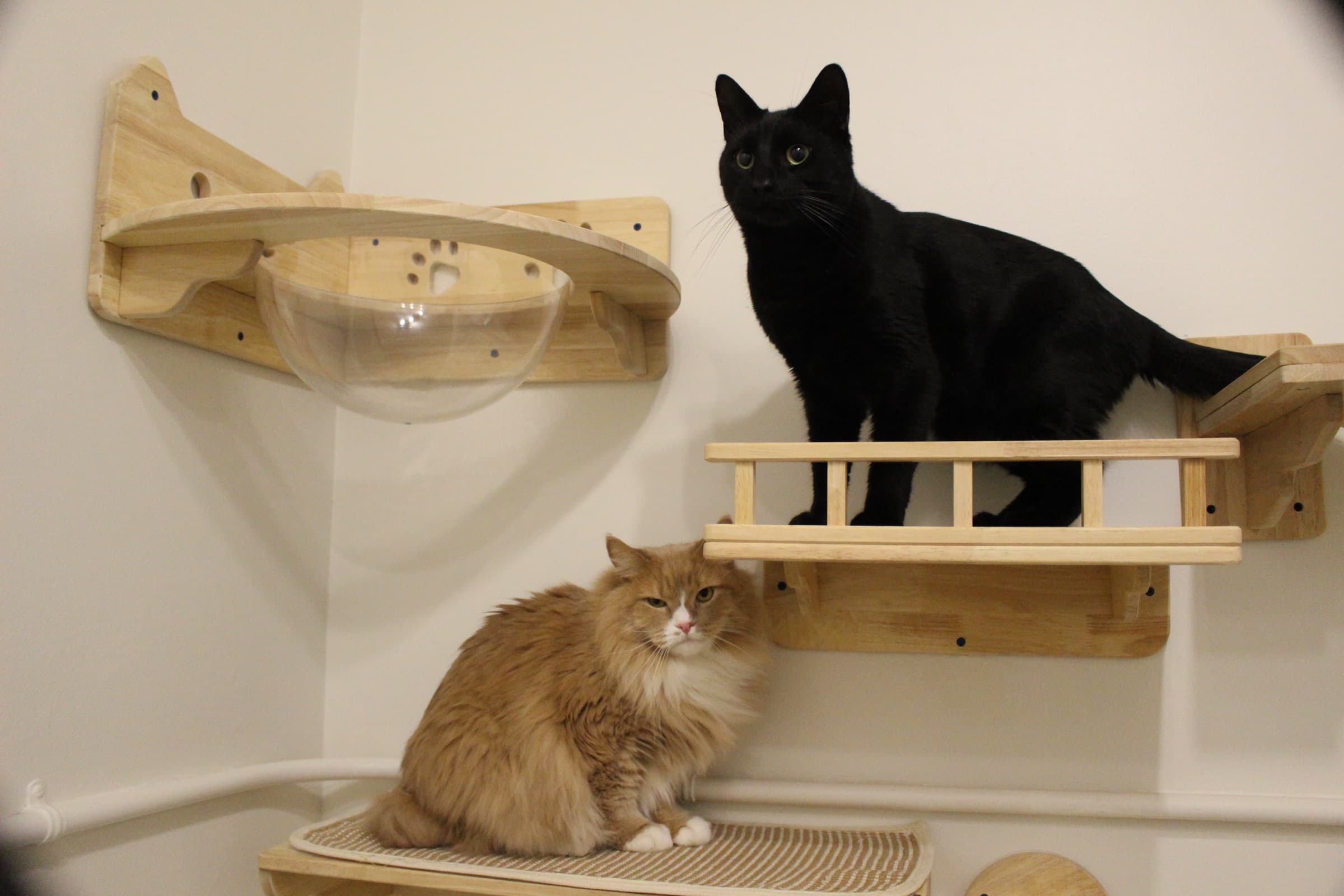 Two cats settle onto a wall of wooden climbing shelves and a bubble perch.