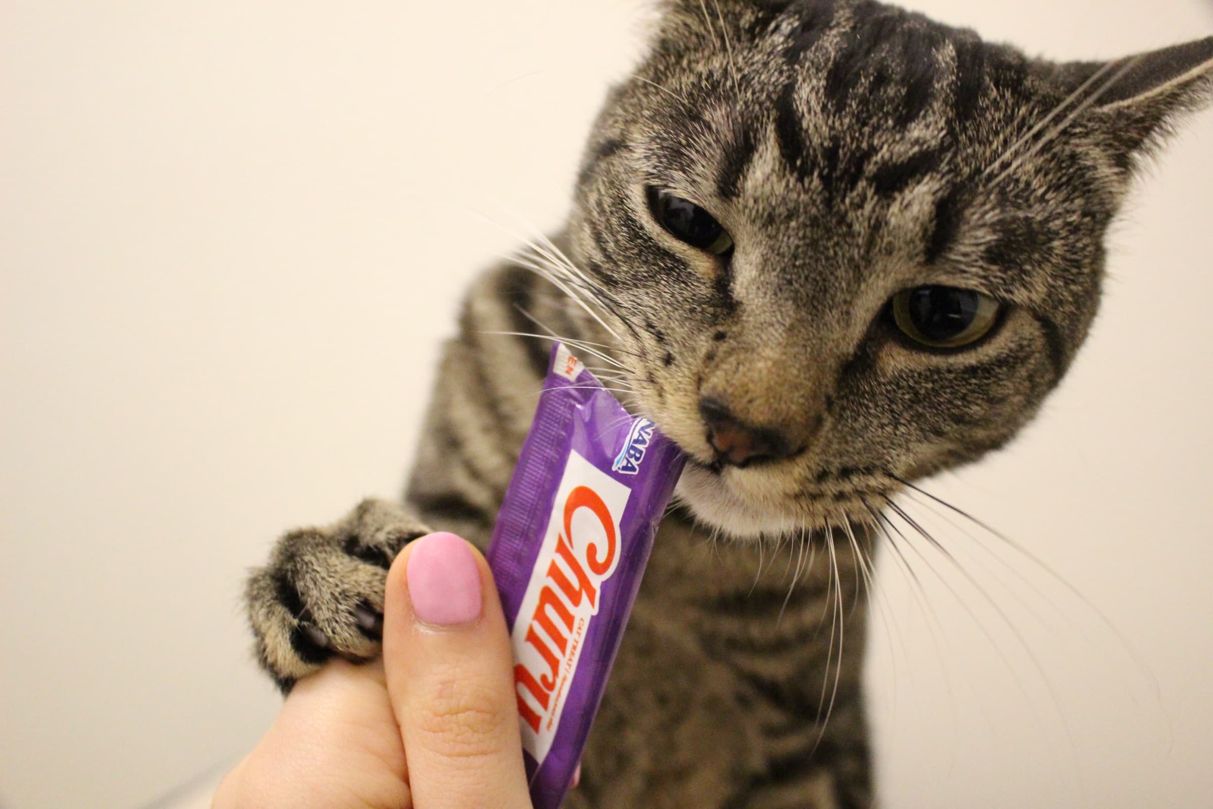 A tabby cat licks a soft treat from a tube held out to him.