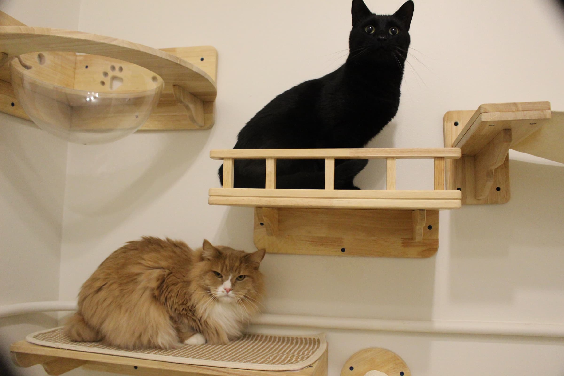 A black cat and a long-haired orange cat relax on wall-mounted wooden cat shelves.