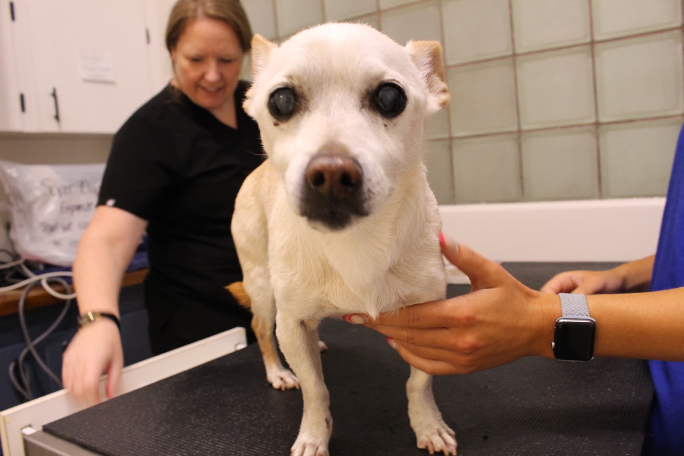 A small white dog stands on the exam table, supported on both sides by careful hands.