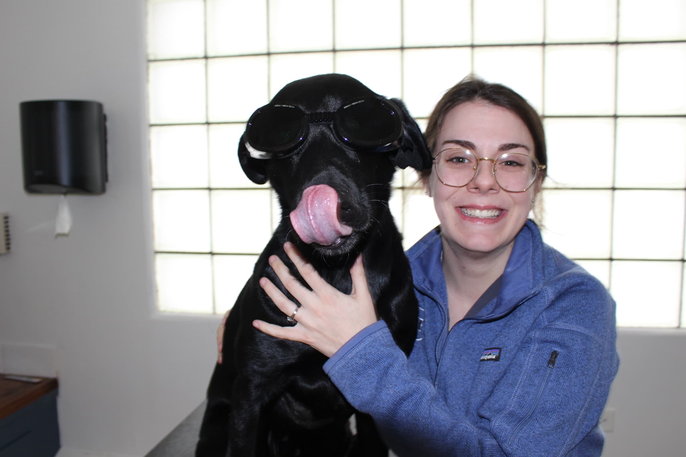 A black Labrador wearing protective goggles for laser therapy leans happily against a smiling staff member.