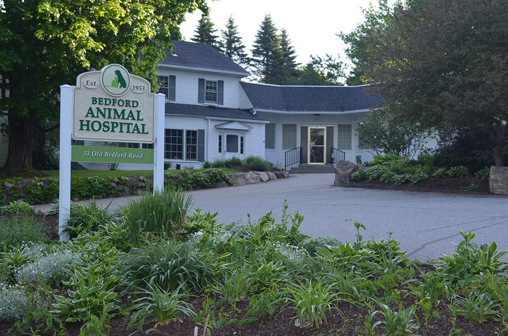 The Bedford Animal Hospital sign, marked “Est. 1953,” in front of the white clapboard hospital at 33 Old Bedford Road.