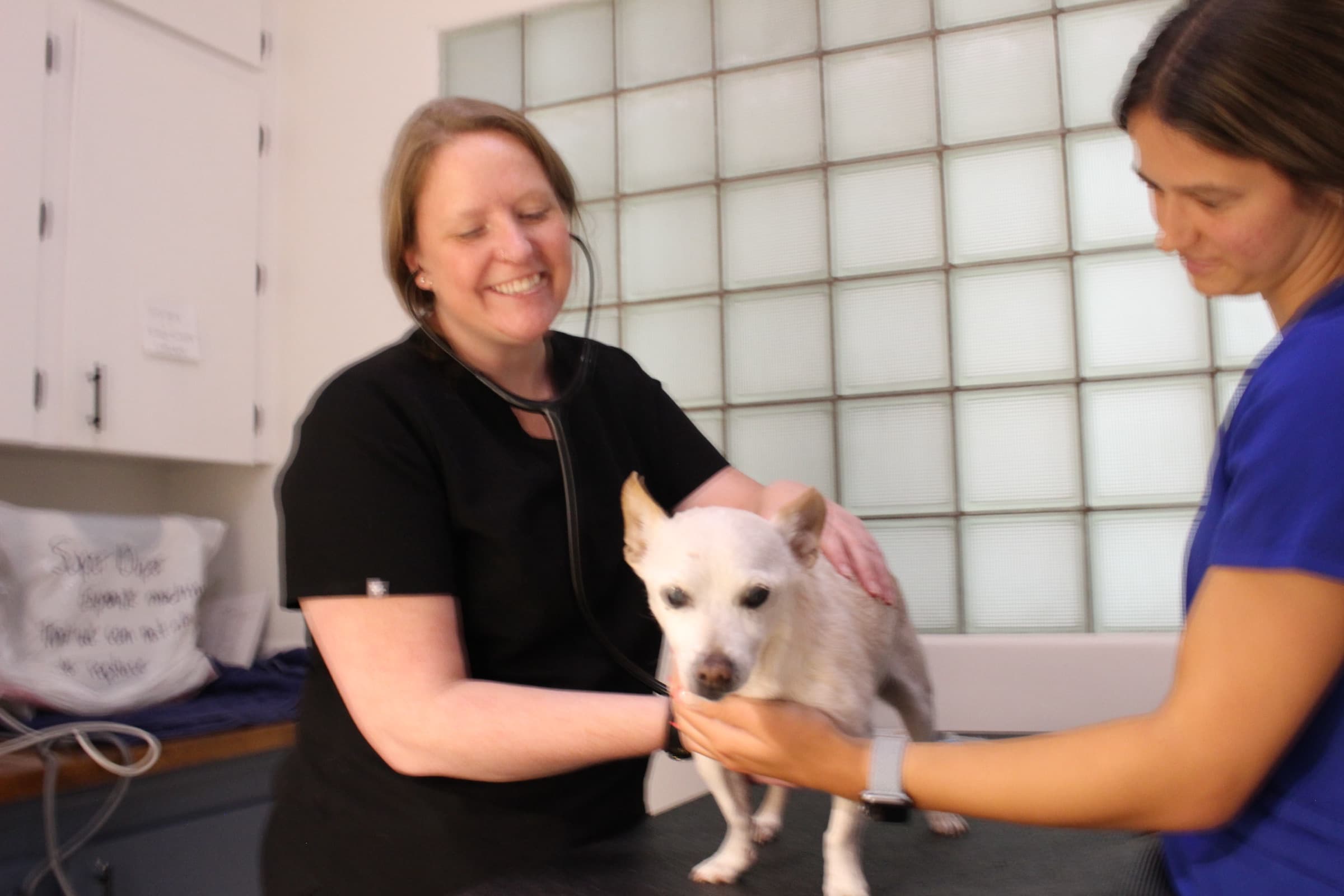 A smiling veterinarian examines a small white dog with a stethoscope while a technician supports him.