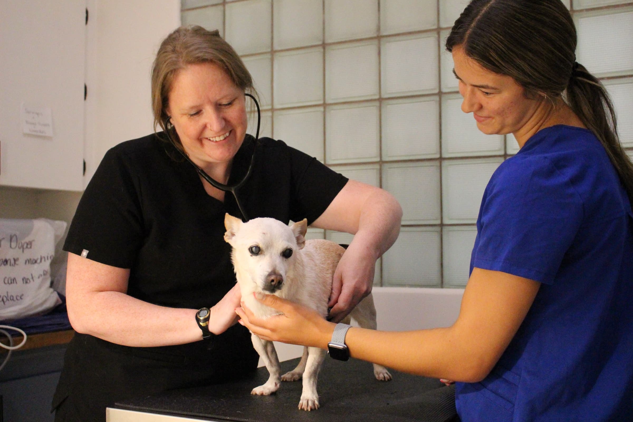 A veterinarian listens to a small white dog’s heart with a stethoscope while a technician gently steadies him on the exam table.